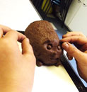 Hedgehog being formed Hedgehog being formed